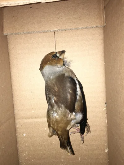 420przez3 - Mirki co to za ptak uderzył w okno mojego domu? #kichiochpyta #ornitologi...