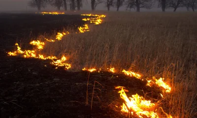 darbarian - Kiedyś było takie coś jak kontrolowane wypalanie pól i łąk. Od kiedy tego...