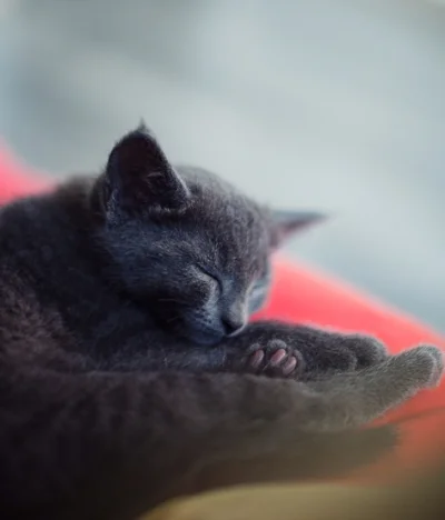 aanka - śpiący rusek :] #kot #foto #fotoaanka