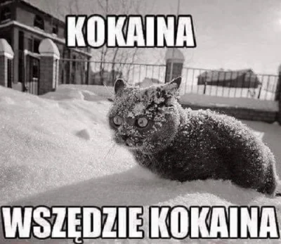 stalowy126 - #heheszki #smieszneobrazki #humorobrazkowy #koty #kot #kitku #snieg #zim...
