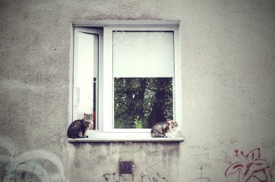 biuna - #zdjeciabybiuna #kot #koty #blokowisko



na jednym z warszawskich blokowisk....