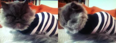 aduu - @aduu: #pokazkota #smiesznypiesek #koty #ubierajsiezwykopem