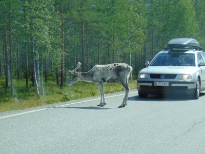 maxciekpl - Częsty widok na drogach północnej Finlandii ( ͡° ͜ʖ ͡°)
#finlandia #ciek...