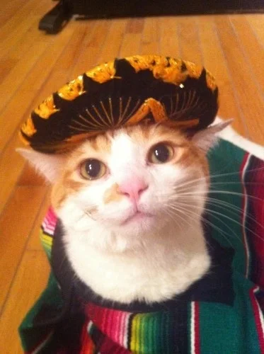 Oszaty - #sombrerocats #sombrero #koty #zwierzaczki #jezyki

Pozwolę sobie zadać pyta...