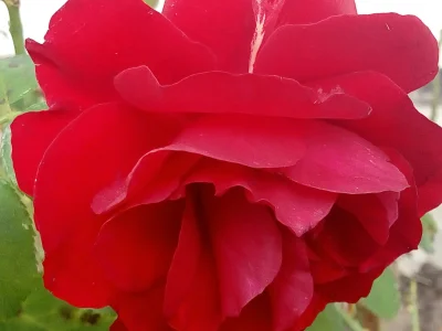 laaalaaa - Róża 86/100 z mojego ogrodu ( ͡° ͜ʖ ͡°)
#mojeroze #ogrodnictwo #mojezdjec...