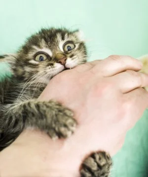 MaupoIina - Zjem ci rękę! ( ͡° ͜ʖ ͡°)

#zwierzaczki #zwierzeta #koty #smiesznykotek...