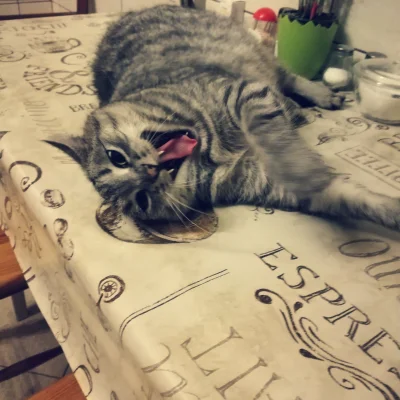 kwasnydeszcz - wchodzę do kuchni, a tam mój kot śmieć na stole leży bezczelny

#mel...
