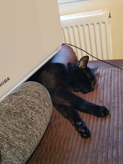 dwakotykastrowane - Koto ma w dupie że leży na nim laptop, chill jest ważniejszy.
#ko...