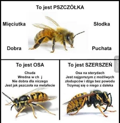 agio2010 - Bardzo dobrze, pszczółki są dobre i pożyteczne. Nie to co osy