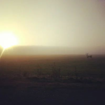 mayakala-switala - #mgła #deer
Zobaczcie Mirki co dzisiaj wyłapałem we mgle swoim te...