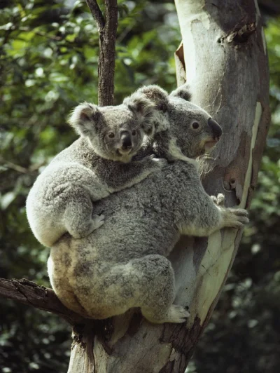 tojestmultikonto - #zwierzaczki #koala