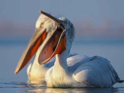 jeanpaul - 2019 a wykopowe pelikany lykaja wirala bez popijania.