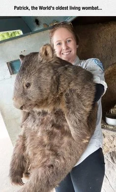 l-da - poniedziałek dużego chomika
#zwierzęta #natura #zdjęcia #fotografie #wombat