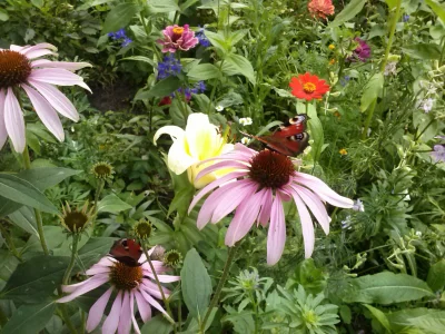 K.....a - Motyla noga, ale mam dużo Pawi Królowej na ogrodzie.

#januszefotografii #m...