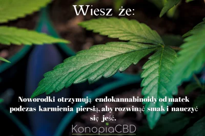 KonopiaCBD - 33/100

Już od pierwszych dni życia endokannabinoidy ogrywają bardzo w...