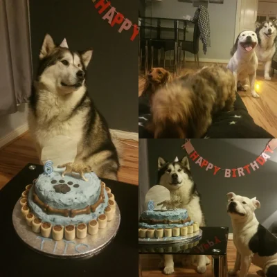 rybak_fischermann - Czasem nawet pies może mieć lepszą imprezę urodzinową od ciebie
...