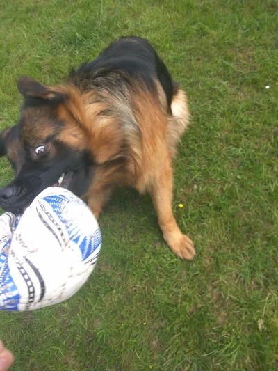 volfesik - @Piorrroger: nie wierzcie w ich słodkie mordy