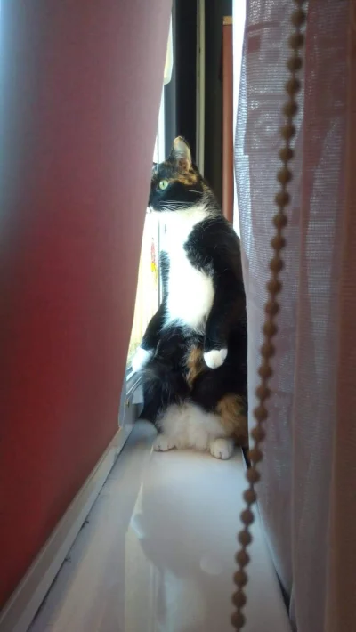 Mariaszo - Koci monitoring. Podgląda sąsiadów
#koty #smieszneobrazki