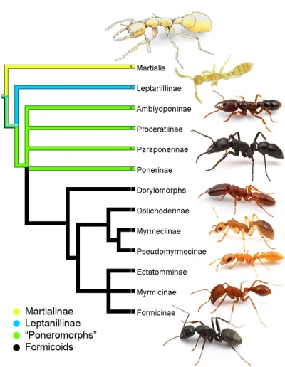 myrmekochoria - Jeszcze jeden