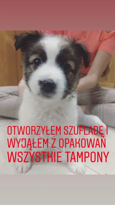 f.....a - Niechaj Wykop dowie się jako pierwszy: Frodo jest od dziś w nowym domu! Imi...