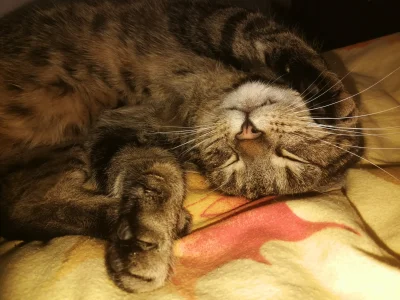 palaczobserwator - #kot #koty #pokazkota Dobranoc!