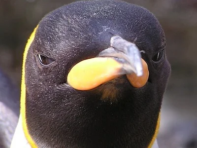 LiveDieRepeat - To uczucie, gdy jesteś pingwinem i musisz #!$%@?ć z Antarktydy na Bli...
