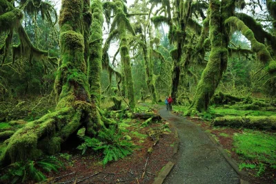 nexiplexi - "The Hoh Rainforest is located on the Olympic Peninsula in western Washin...