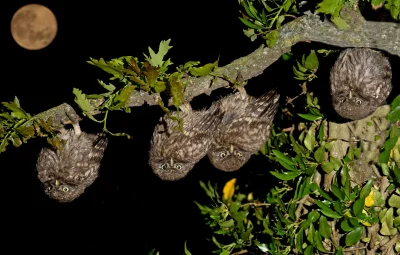 BrzydkiBurak - rodzina nietoperzy arktycznych odpoczywa po wspolnym polowaniu na zebr...