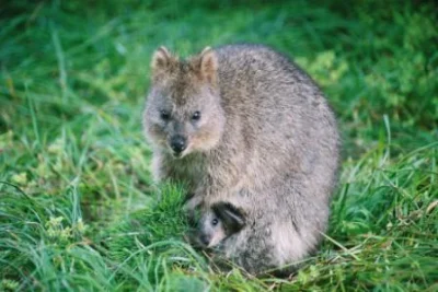 robincaraway - #quokkanadzis

wołam do kuoki @GraveDigger: @DannyMurillo: @encorele...