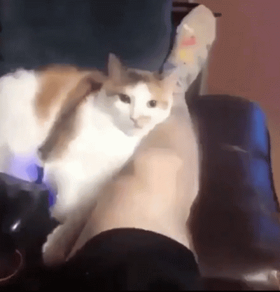 v.....k - Głodny kitku nie jest sobą (ʘ‿ʘ)

#kitku #kot #heheszki #humor #humorobra...