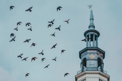 michael_ - Wieża poznańskiego ratusza - koziołków nie ma, ale są latające szczury. ( ...