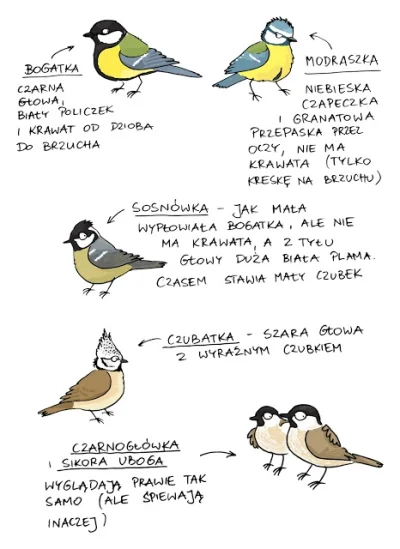 kurkuma - #ptaki #ornitologia #ciekawostki

cz. II - jak rozróżniamy sikorki