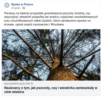 bioslawek - Pierwszy na świecie przypadek gniazdowania pszczoły miodnej, osy zwyczajn...