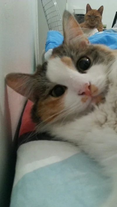 Chacha - Ja wiem, że #kotysojtina nie mają sobie równych, ale ode mnie kocie selfie n...