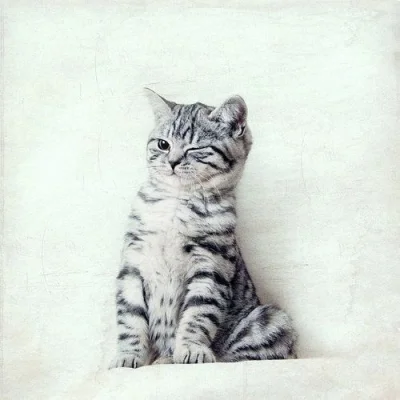 cutcat - no to dobranoc, Mireczki kochane ʕ•ᴥ•ʔ 

#dobranoc #koty #podrywajzwykopem