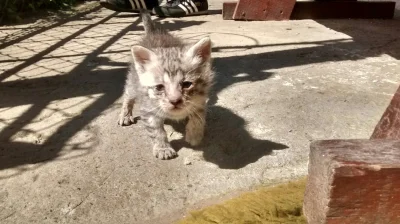 wujeklistonosza - Wybór imienia a tego oto kotka, oddaję w wasze ręce mirki 

#kot #k...