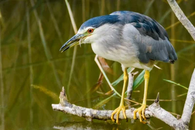 angelosodano - Ślepowron zwyczajny (Nycticorax nycticorax)_
#vaticanouccello #vatica...