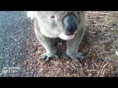 u.....r - gdy vege kolarz spotyka misia koala ʕ•ᴥ•ʔ

#govegan #misie #mis #zwierzac...