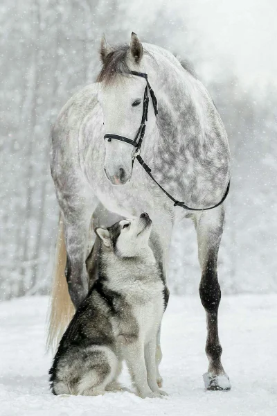 NocnaBestia - #konie #husky #zima #natura 
Podzielę się z wami takim małym obrazkiem
...