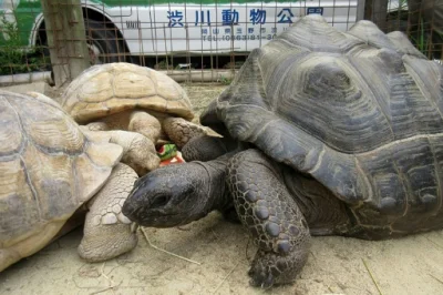 ama-japan - żółwica..