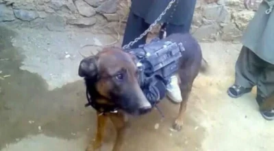 Nuuk - Pies wojskowy, ktorego uprowadzili talibowie i przetrzymuja. Zero lipy



#imp...