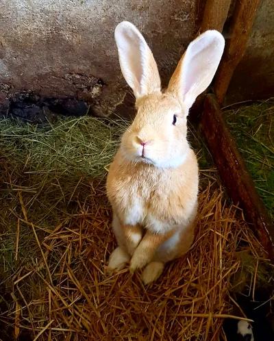 Marekexp - Pani królik! :3

#zwierzaczki #zwierzatka #krolik #smiesznypisek