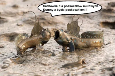 k.....k - #bekazprawakow #humorabsurdalny