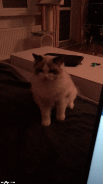 ponczuch - Gdy twój kot jest ulany i nie chce mu się podejść na piąteczkę ( ಠ_ಠ)

#...