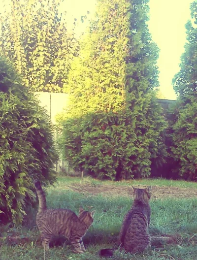 lewactwo - Szymek i Hania na spacerku ;]



#pokazkota #kotszymon #kotkahania #koty #...