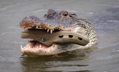 NoMercyIncluded - @Mirabelkowa: @Mirabelkowa: tylko Croc. Macie tu Crocsa wcinającego...