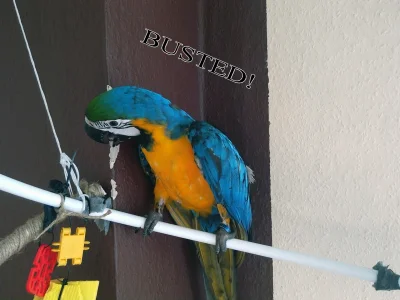 blacktyg3r - Przyłapana! ;) Nasza codzienna zabawa w kotka i myszkę co dziś papug będ...