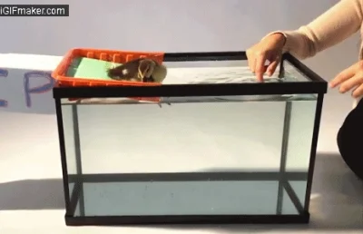 sorek - Kaczuszka uczy sie plywac po raz pierwszy.

#zwierzaczki #smiesznypiesek