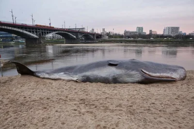 p.....x - W Warszawie, na brzegu Wisły przy "Poniatówce" leży wieloryb (prawdopodobni...