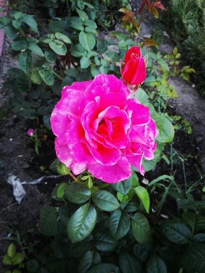 laaalaaa - Róża nr 29 ( ͡° ͜ʖ ͡°)
#mojeroze #chwalesie #ogrodnictwo #mojezdjecie